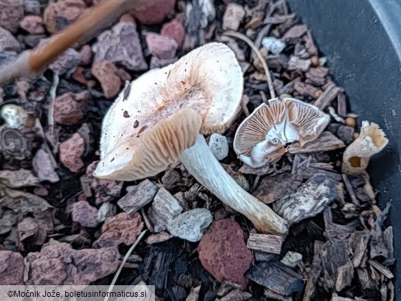 Agrocybe putaminum