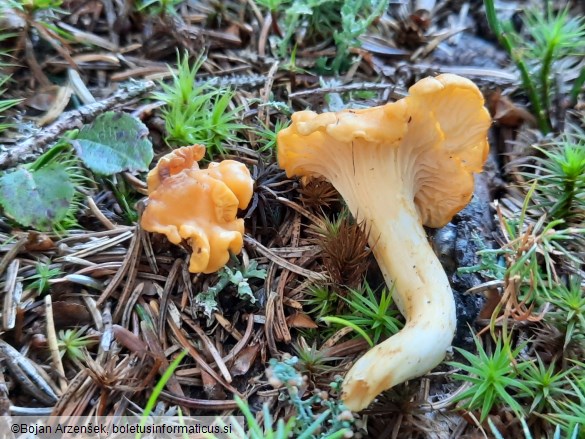 Cantharellus cibarius