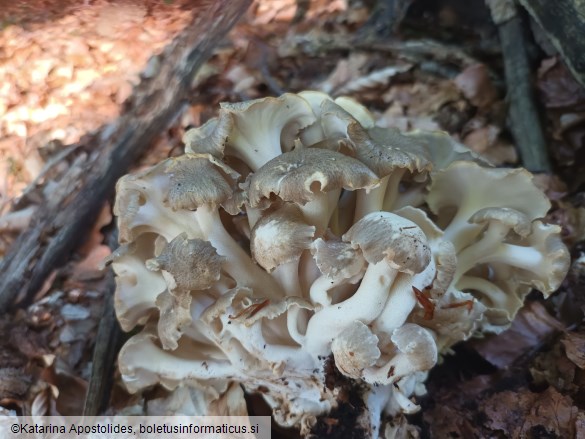 Polyporus umbellatus