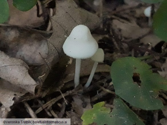 Hemimycena cucullata