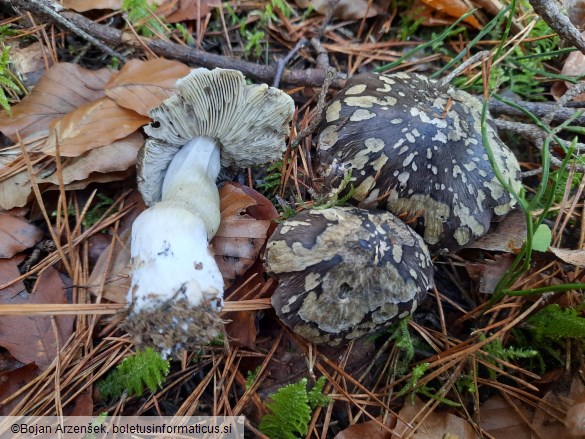 Tricholoma portentosum