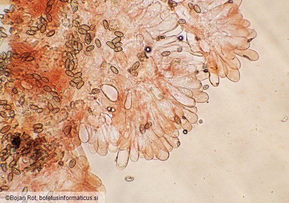 Pseudosperma obsoletum