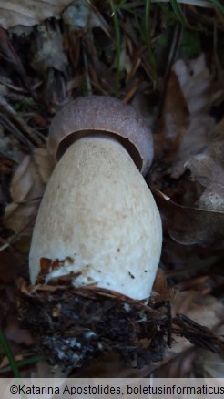 Boletus pinophilus