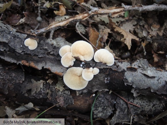 Crepidotus carpaticus