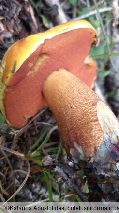 Neoboletus luridiformis