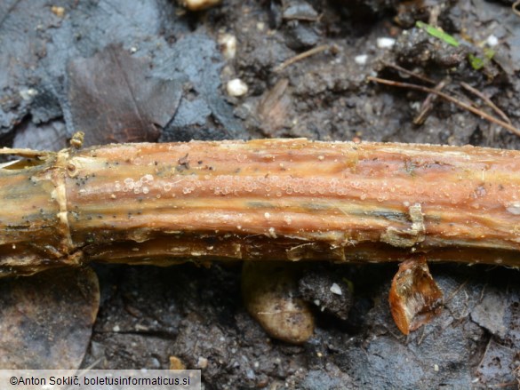 Diplonaevia bresadolae