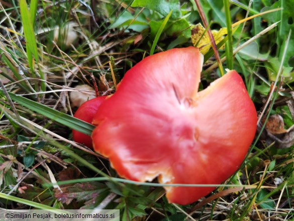Hygrocybe punicea
