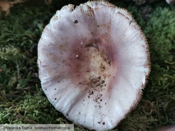 Russula vesca