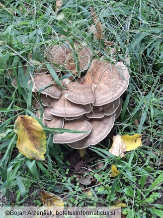 Meripilus giganteus