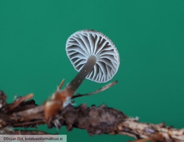 Mycena vulgaris