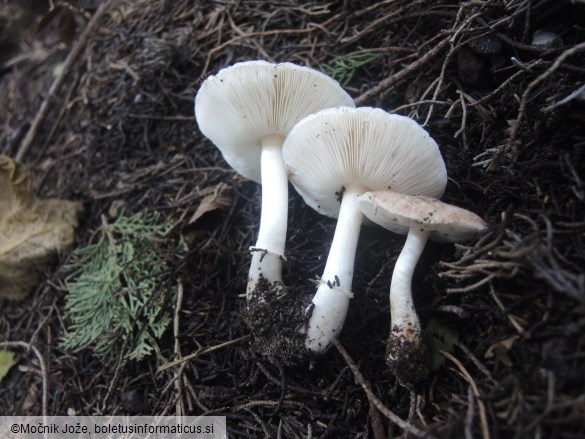 Leucoagaricus cupresseus