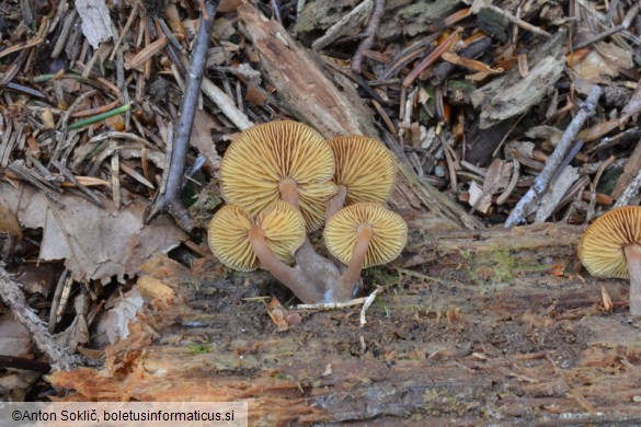 Gymnopilus picreus