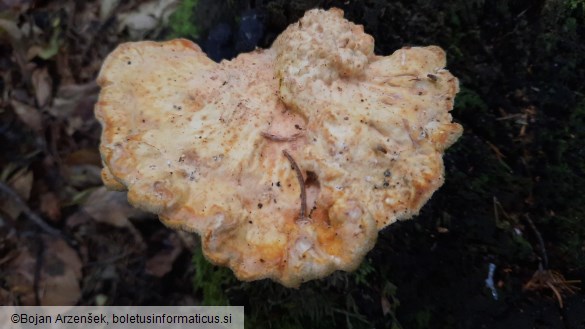 Laetiporus sulphureus