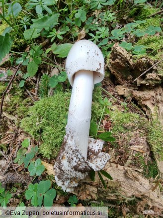 Amanita brunneofuliginea f. ochraceopallida