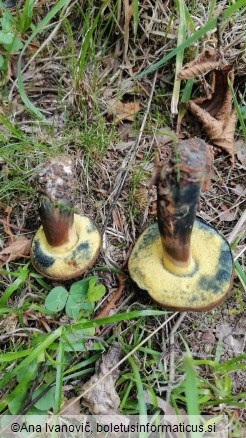 Cyanoboletus pulverulentus