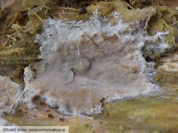 Clavulicium macounii