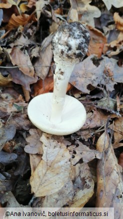 Amanita citrina