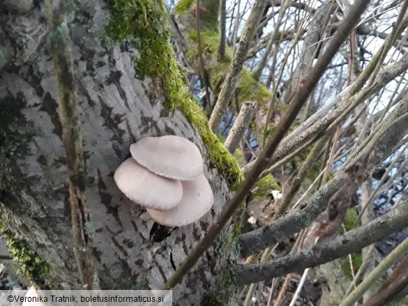 Pleurotus ostreatus