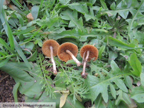 Conocybe fuscimarginata