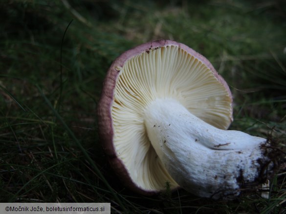 Russula amethystina