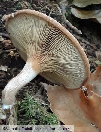 Paxillus involutus