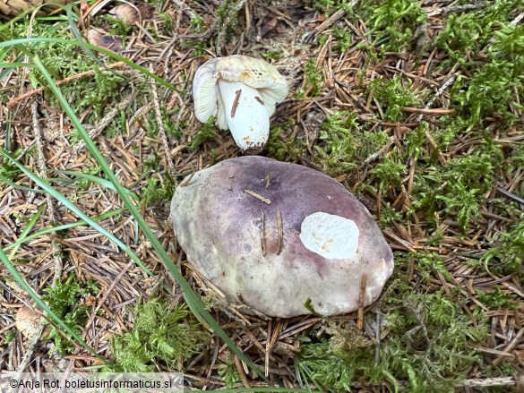 Russula amoena
