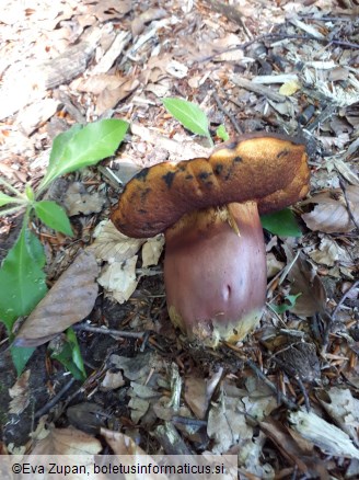 Neoboletus xanthopus