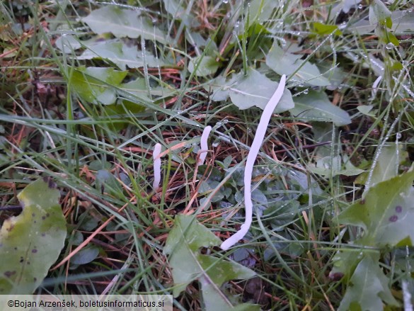 Clavaria fragilis