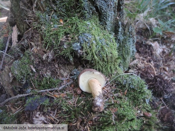 Imleria badia