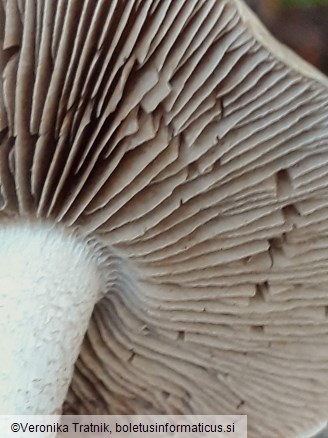 Hebeloma sinapizans