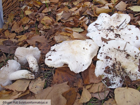 Tricholoma columbetta