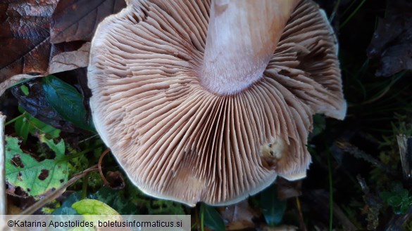 Cortinarius