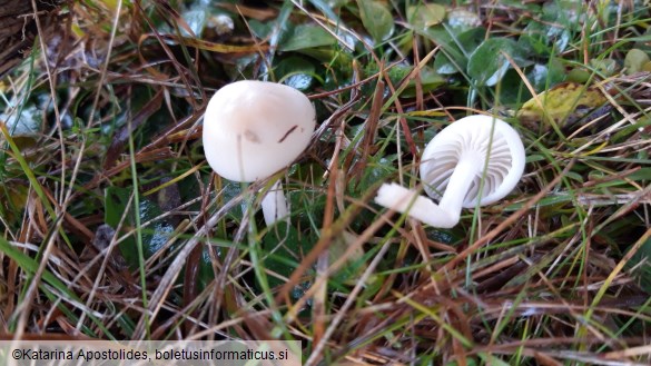 Hygrocybe russocoriacea