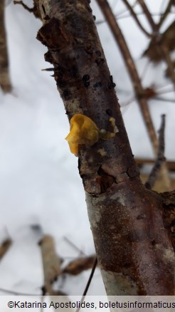 Tremella mesenterica