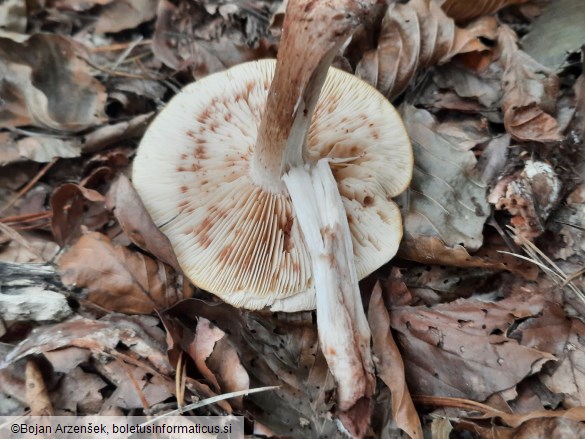 Tricholoma pseudonictitans