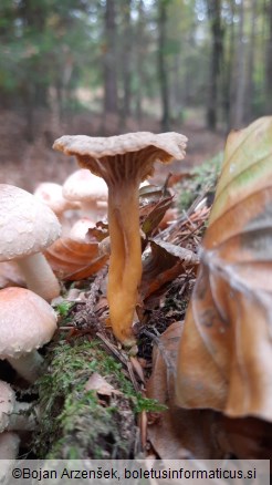 Cantharellus tubaeformis