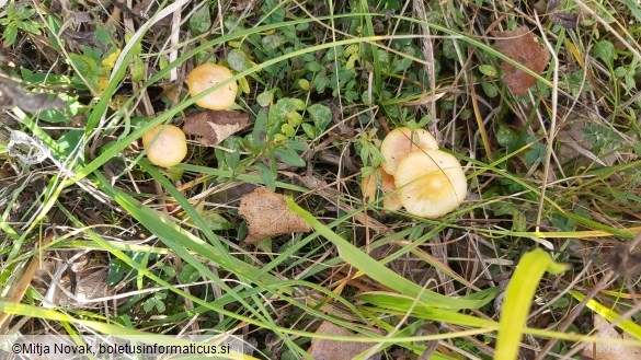 Hygrocybe acutoconica