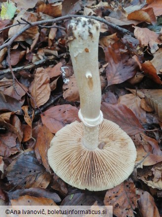 Cortinarius caperatus