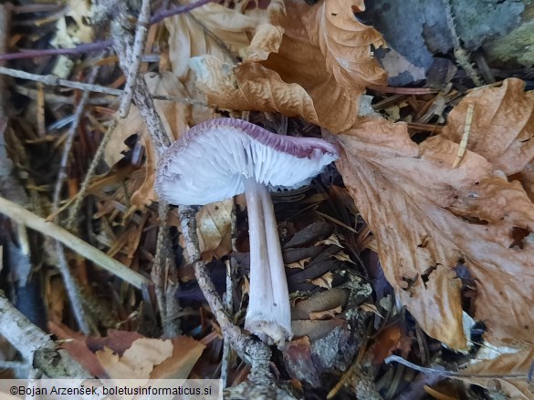 Mycena pura