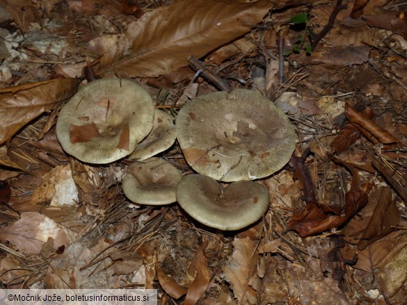 Lactarius blennius