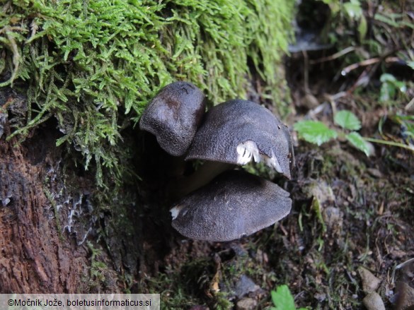 Pluteus atromarginatus