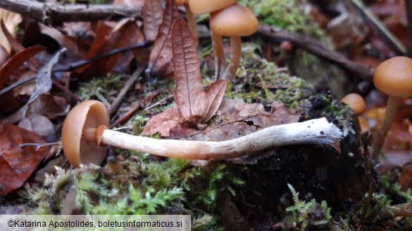 Galerina marginata