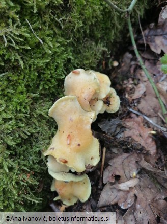 Hypholoma fasciculare