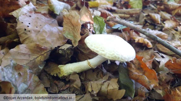 Lepiota ignivolvata