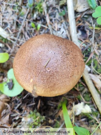 Boletus appendiculatus