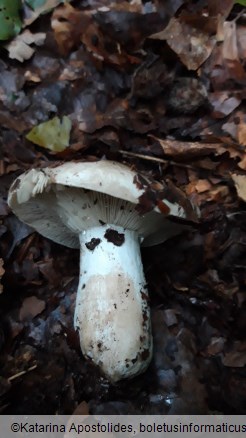 Russula adusta
