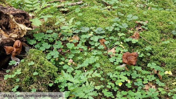 Gyromitra infula