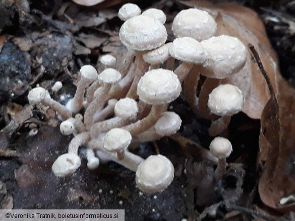 Tubaria conspersa