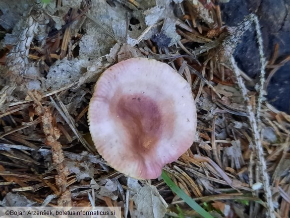 Russula pulchella