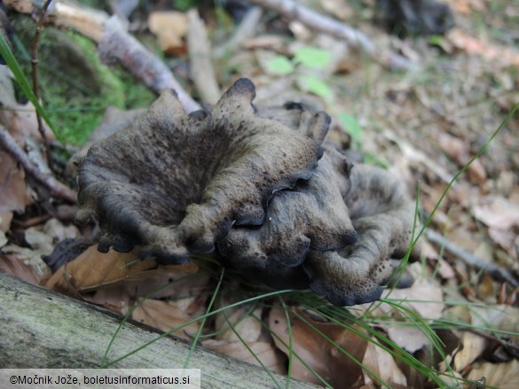 Craterellus cornucopioides